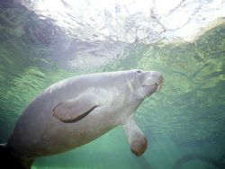 I used a Nikonos V with a 15mm lens to capture this shot ... by Robyn Churchill 